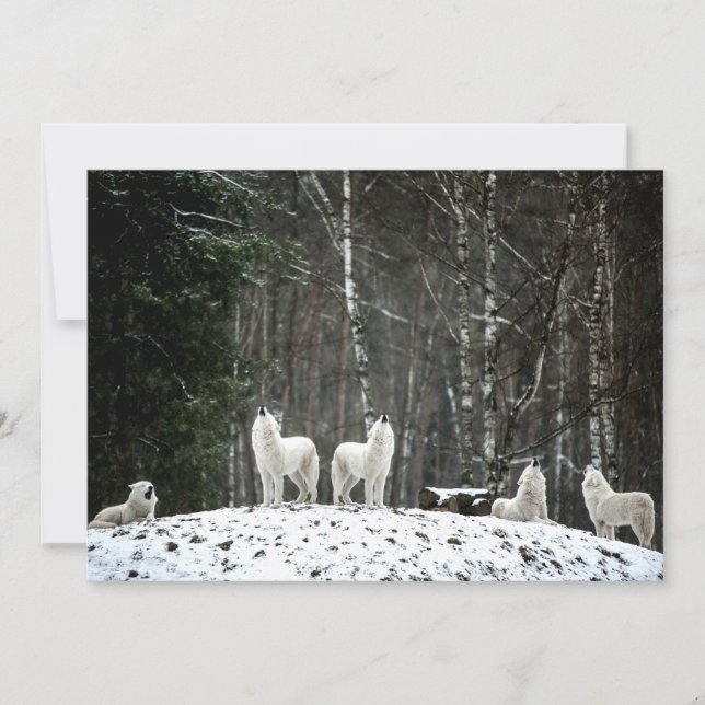 Wilderness Polar Wolf (Front)