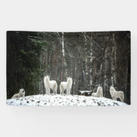 Wilderness Polar Wolf