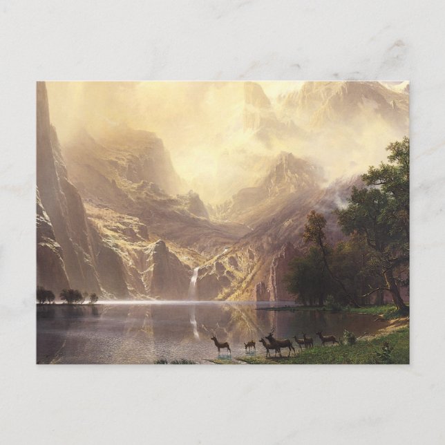 Wilderness & Wildlife Postcard (Front)