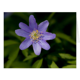 Wildflower
