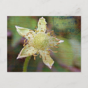 Wildflower 4 postcard