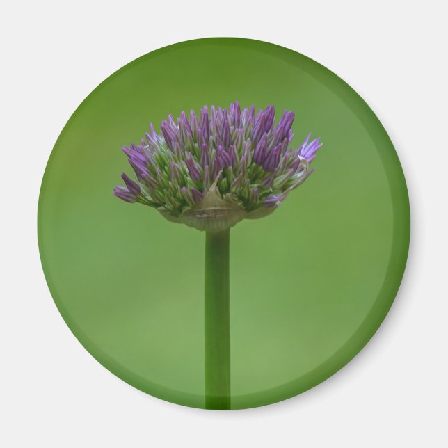 Wildflower Allium Magnet (Front)