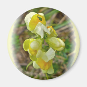 Wildflower Butter 'n Eggs Magnet