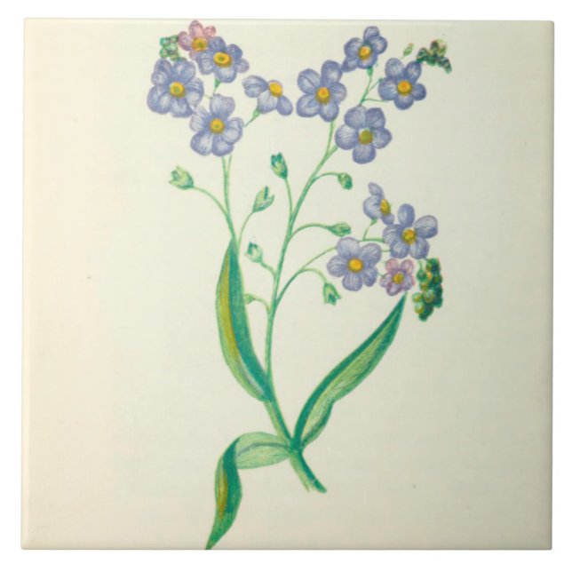 Wildflower Ceramic Kitchen Tile Forget Me Not (Front)