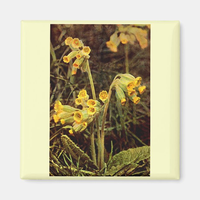Wildflower: Cowslip Magnet (Front)
