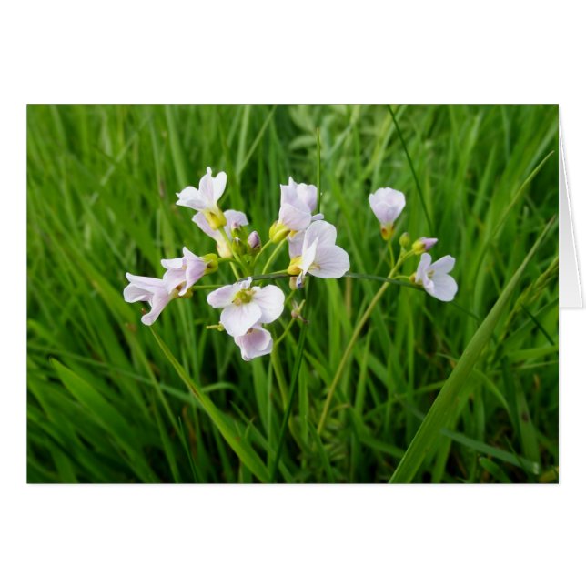 Wildflower delight (Front Horizontal)