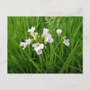 Wildflower delight postcard