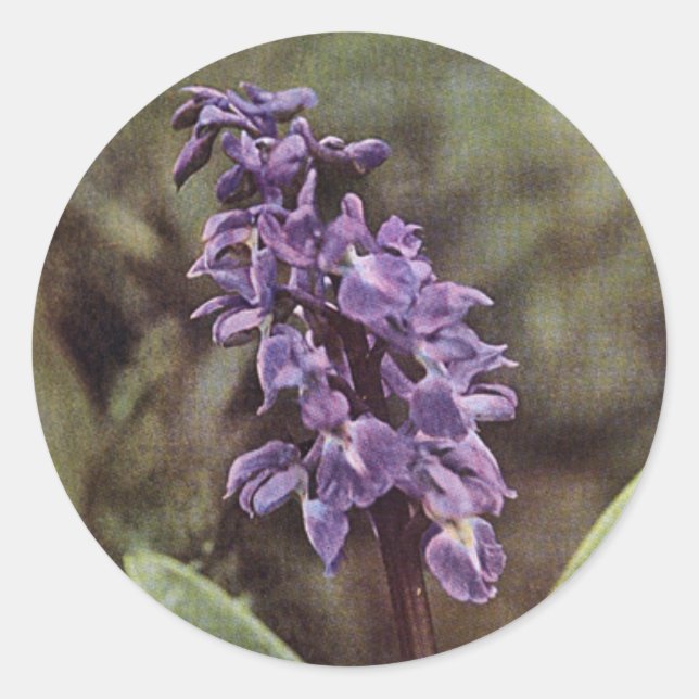 Wildflower: Early Purple Orchids Classic Round Sticker (Front)