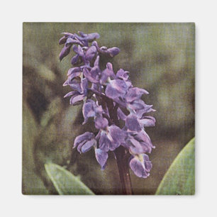 Wildflower: Early Purple Orchids Magnet