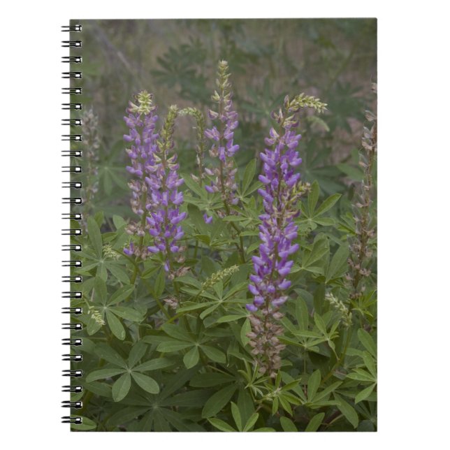 Wildflower Notebook (Front)