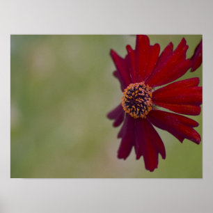 Wildflower Poster 1