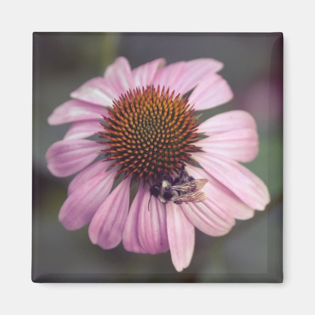Wildflower - Purple Coneflower / Echinacea Magnet (Front)