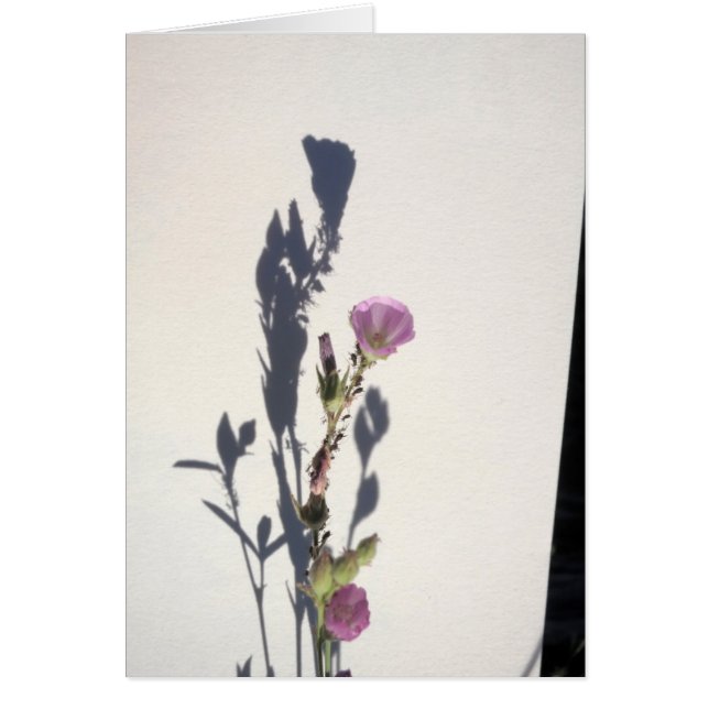 Wildflower Shadow  2014 (Front)