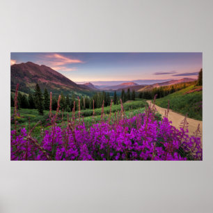 Wildflower Sunrise Crested Butte, Colorado Poster