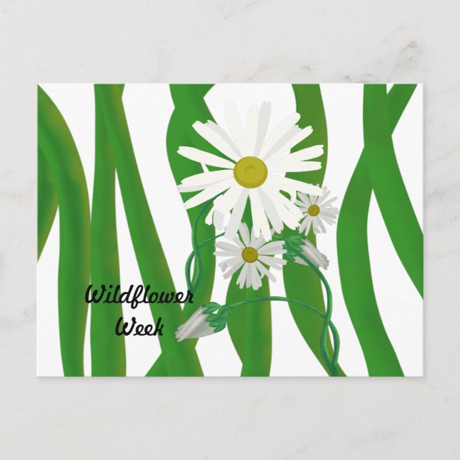 Wildflower Week Daisy Postcard (Front)