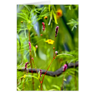 Wildflowers