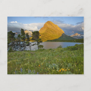 Wildflowers along Swiftcurrent Lake in the Many Postcard