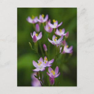 Wildflowers Art Photography Postcard