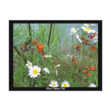 Wildflowers at Glacier