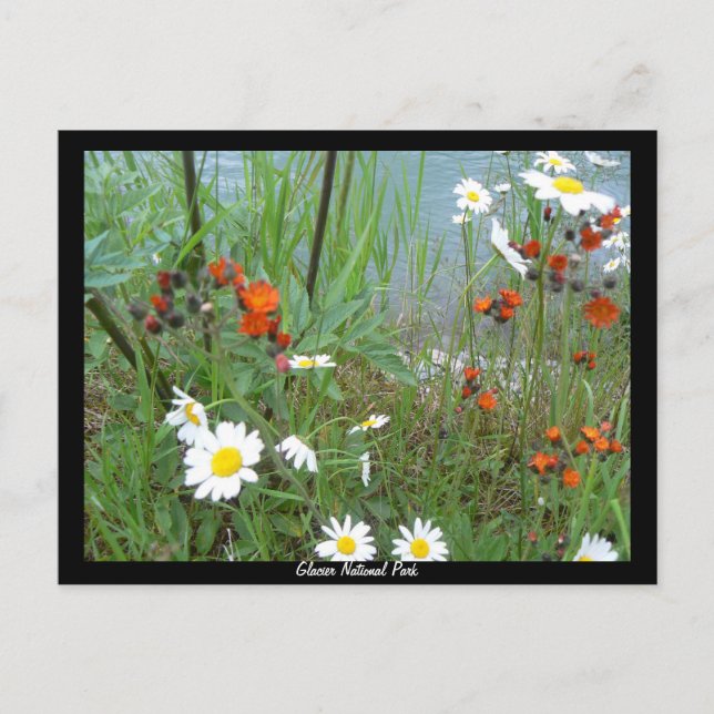Wildflowers at Glacier Postcard (Front)