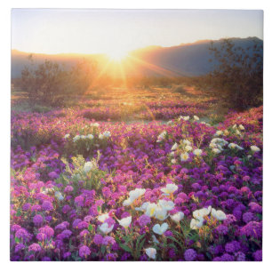 Wildflowers at sunset   Anza-Borrego Desert Ceramic Tile