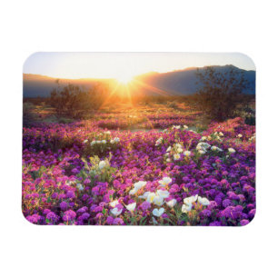 Wildflowers at sunset Anza-Borrego Desert Magnet