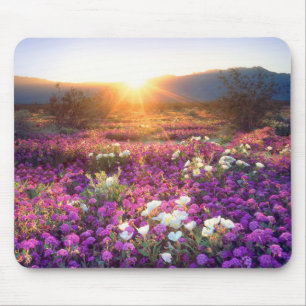 Wildflowers at sunset Anza-Borrego Desert Mouse Pad