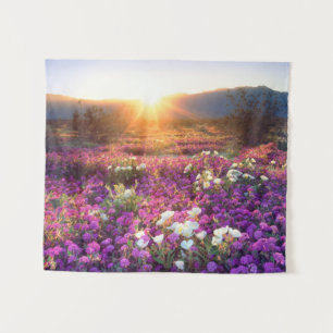 Wildflowers at sunset Anza-Borrego Desert Tapestry