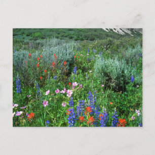 Wildflowers, Beautiful Colorado Postcard