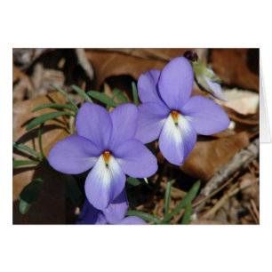 WildFlowers Birds-Foot Violet III Gifts & Apparel