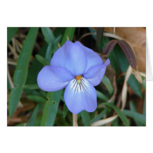WildFlowers Birds-Foot Violet IV Hot Springs Gifts