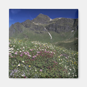 Wildflowers, blooming, Alps, Switzerland Magnet