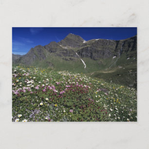 Wildflowers, blooming, Alps, Switzerland Postcard