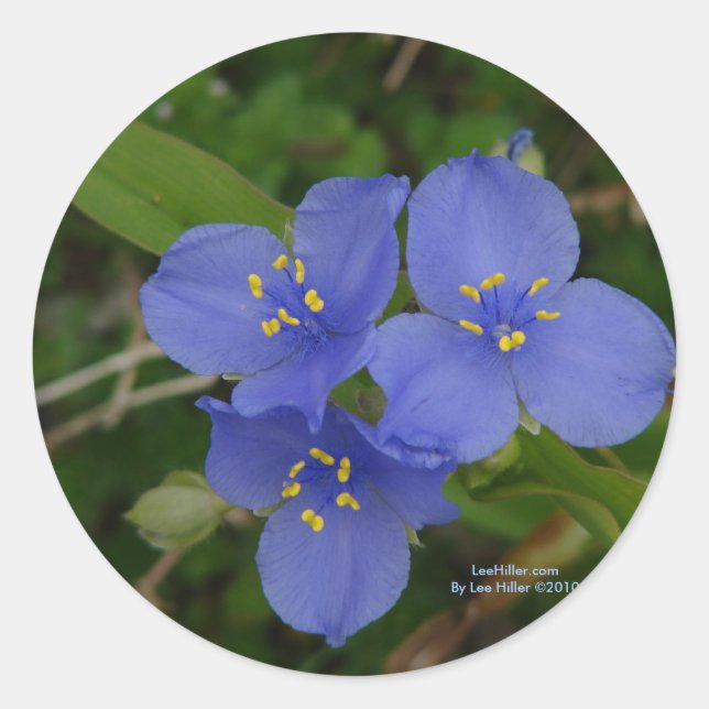 Wildflowers Blue Spiderwort Hot Springs AR Gifts Classic Round Sticker (Front)
