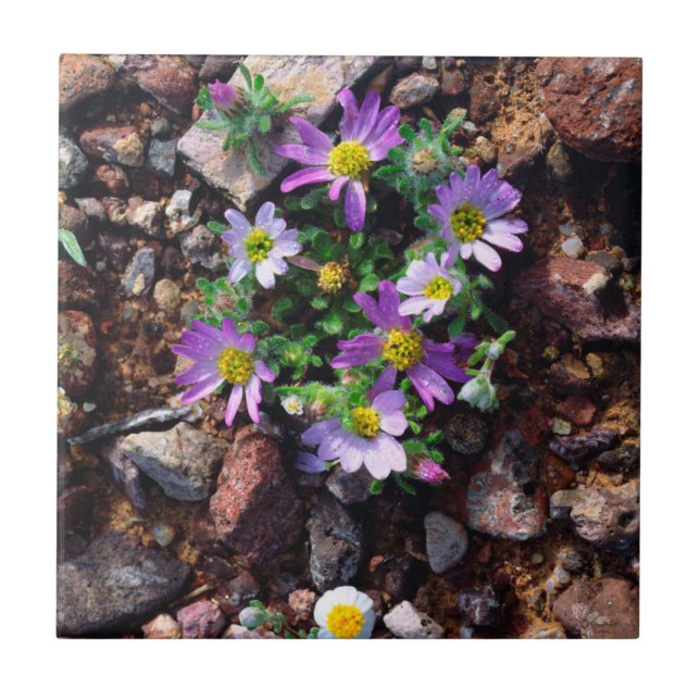 Wildflowers Ceramic Tile (Front)