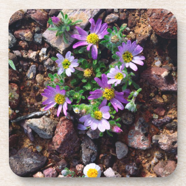 Wildflowers Coaster (Front)