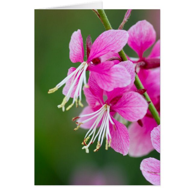 Wildflowers Customisable (Front)