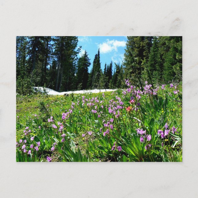 Wildflowers & Firs Postcard (Front)