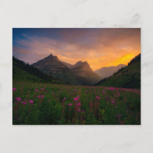 Wildflowers Glacier Postcard