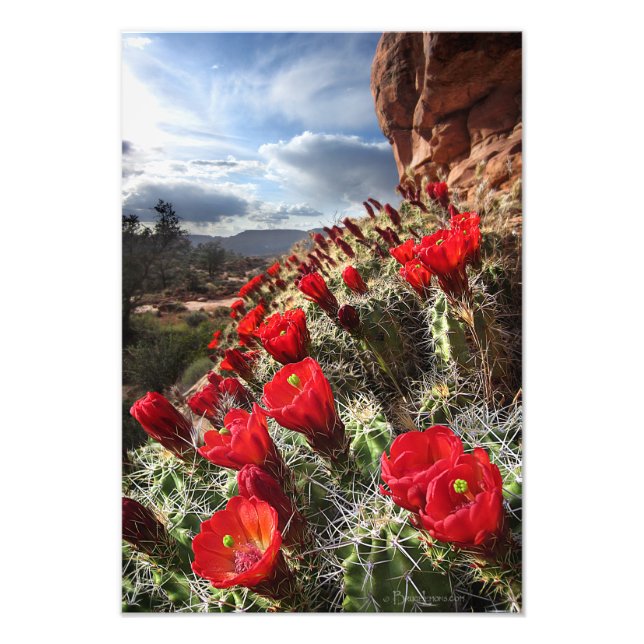 Wildflowers - Grand Canyon - Arizona Photo Print (Front)