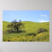 Wildflowers Hillside Photo Oak Nature Scenic Photo