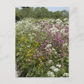 Wildflowers in a Hedgerow Herefordshire England Postcard