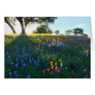 Wildflowers in Evening Light