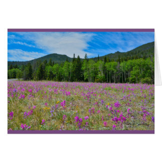 Wildflowers in Rocky Mountain National Park