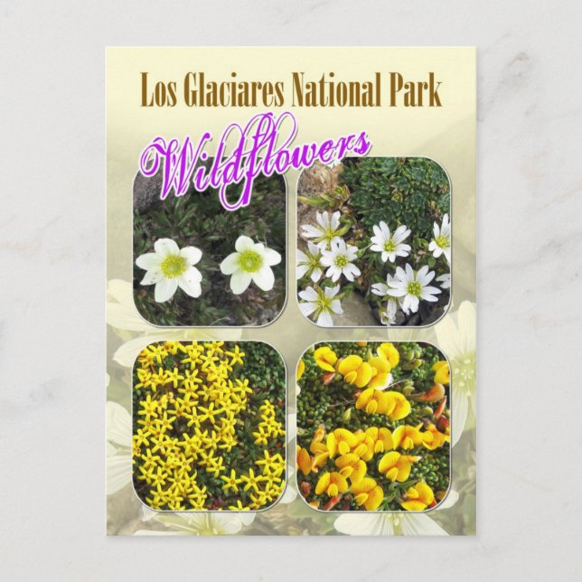 Wildflowers, Los Glaciares National Park Postcard (Front)