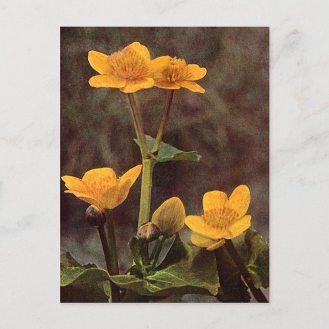 Wildflowers: Marsh Marigold Postcard (Front)