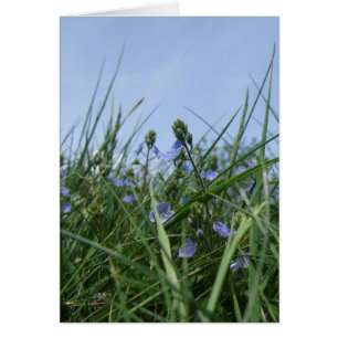 Wildflowers Meadow Card