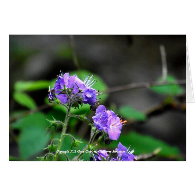Wildflowers of Chilhowee Mountain, Tennessee (Front Horizontal)