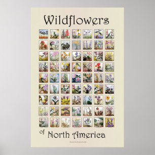 Wildflowers of North America Poster