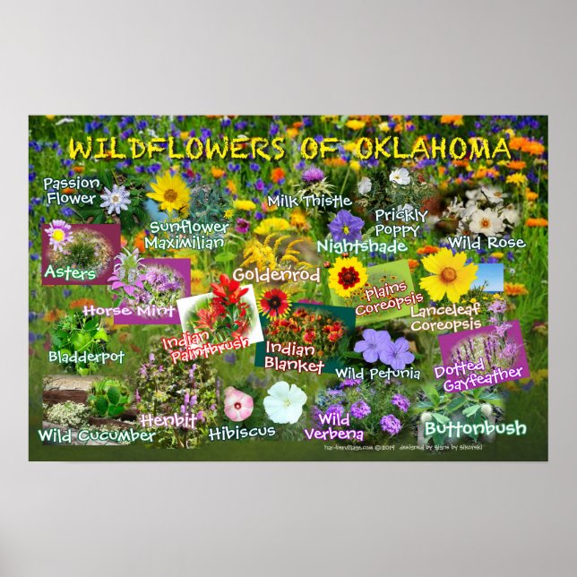 Wildflowers of Oklahoma poster 19v60 (Front)